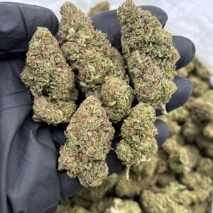Spitfire Gelato