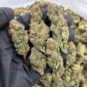 Purple Cream K22