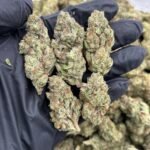 GG4 K22