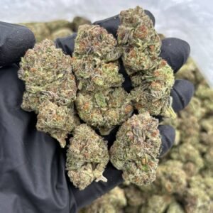 GMO Sherbet JR5
